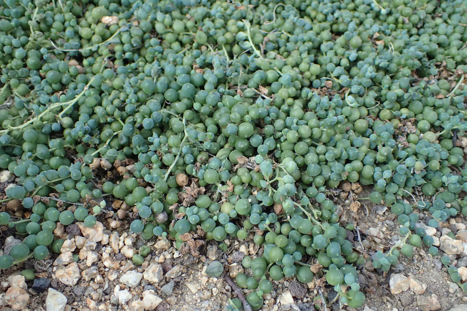 String Of Pearls (Senecio Rowleyanus) — softening edges and adding a touch of whimsy to the composition