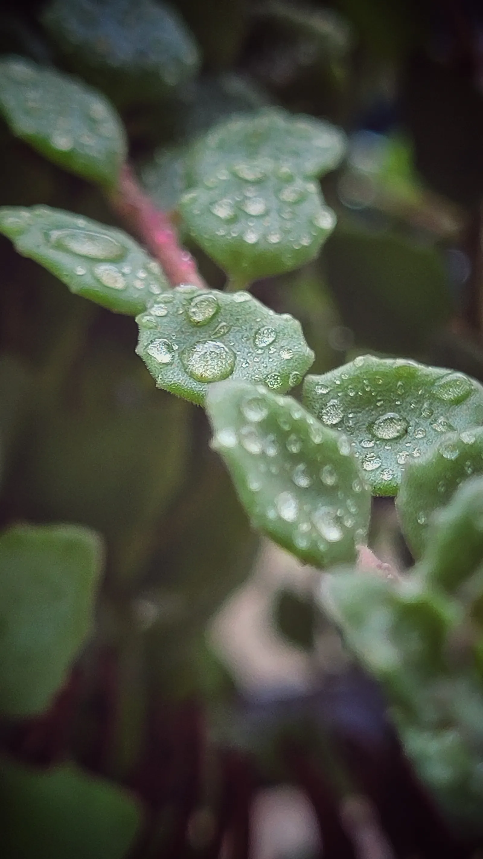 String Of Pearls (Senecio Rowleyanus) — This plant thrives in bright indirect light and requires well-draining soil