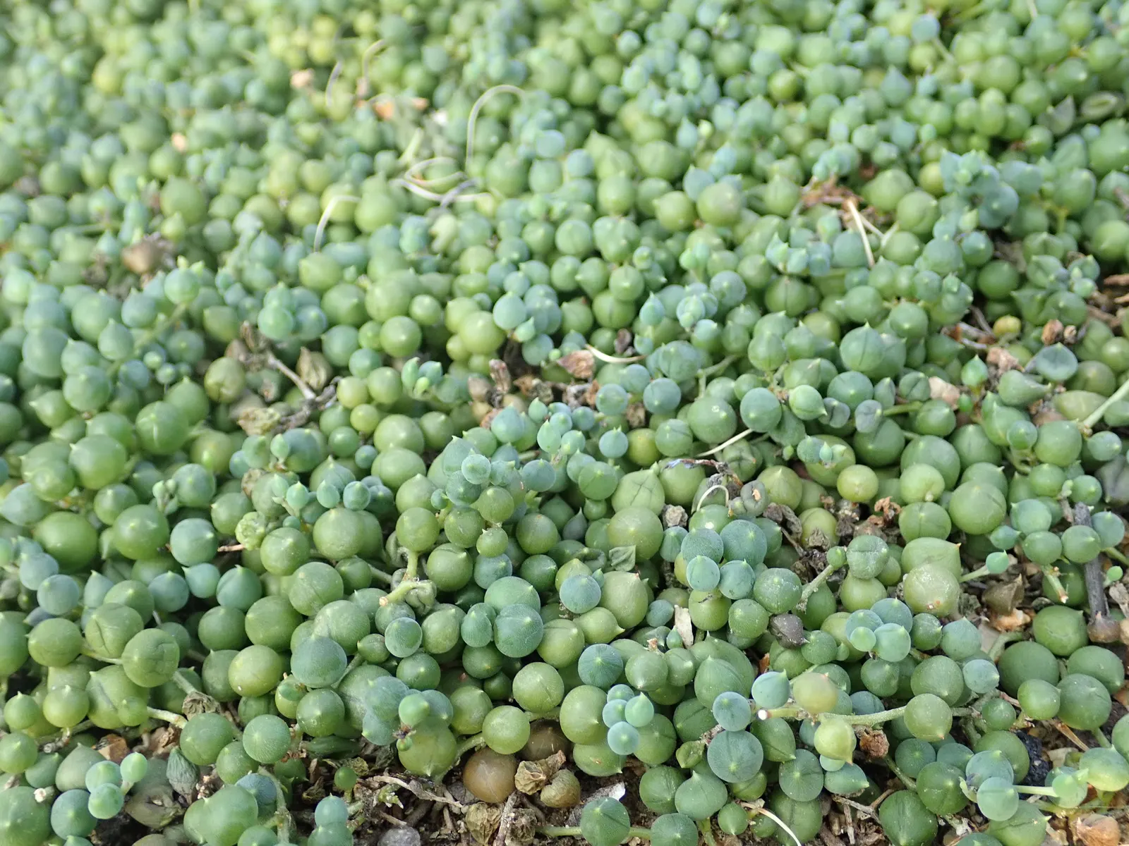 String Of Pearls (Senecio Rowleyanus) — mimicking a beaded necklace