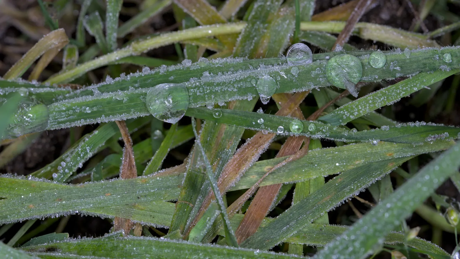 String Of Pearls (Senecio Rowleyanus) — imparting a gentle cinnamon-like aroma.<br><br>For optimal growth