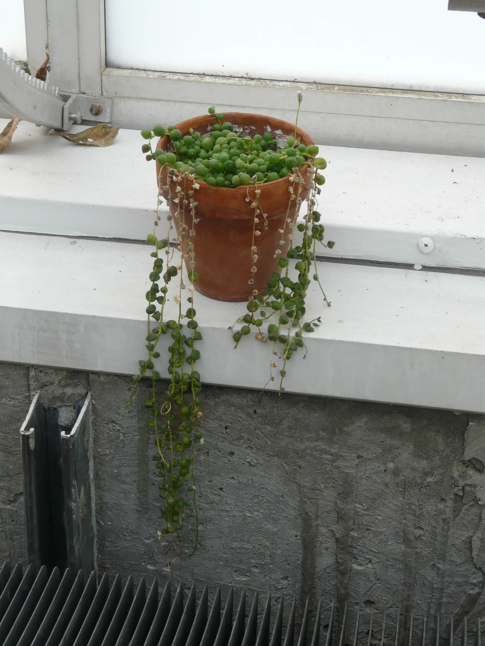 String Of Pearls (Senecio Rowleyanus) — ground cover / succulent with white blooms