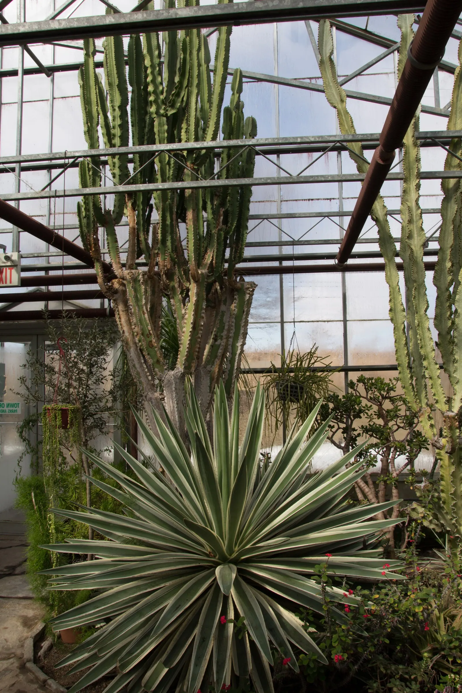 String Of Pearls (Senecio Rowleyanus) — Ideal for hanging baskets in arid landscapes; the String of Pearls can achieve lengths of 2 to 3 feet