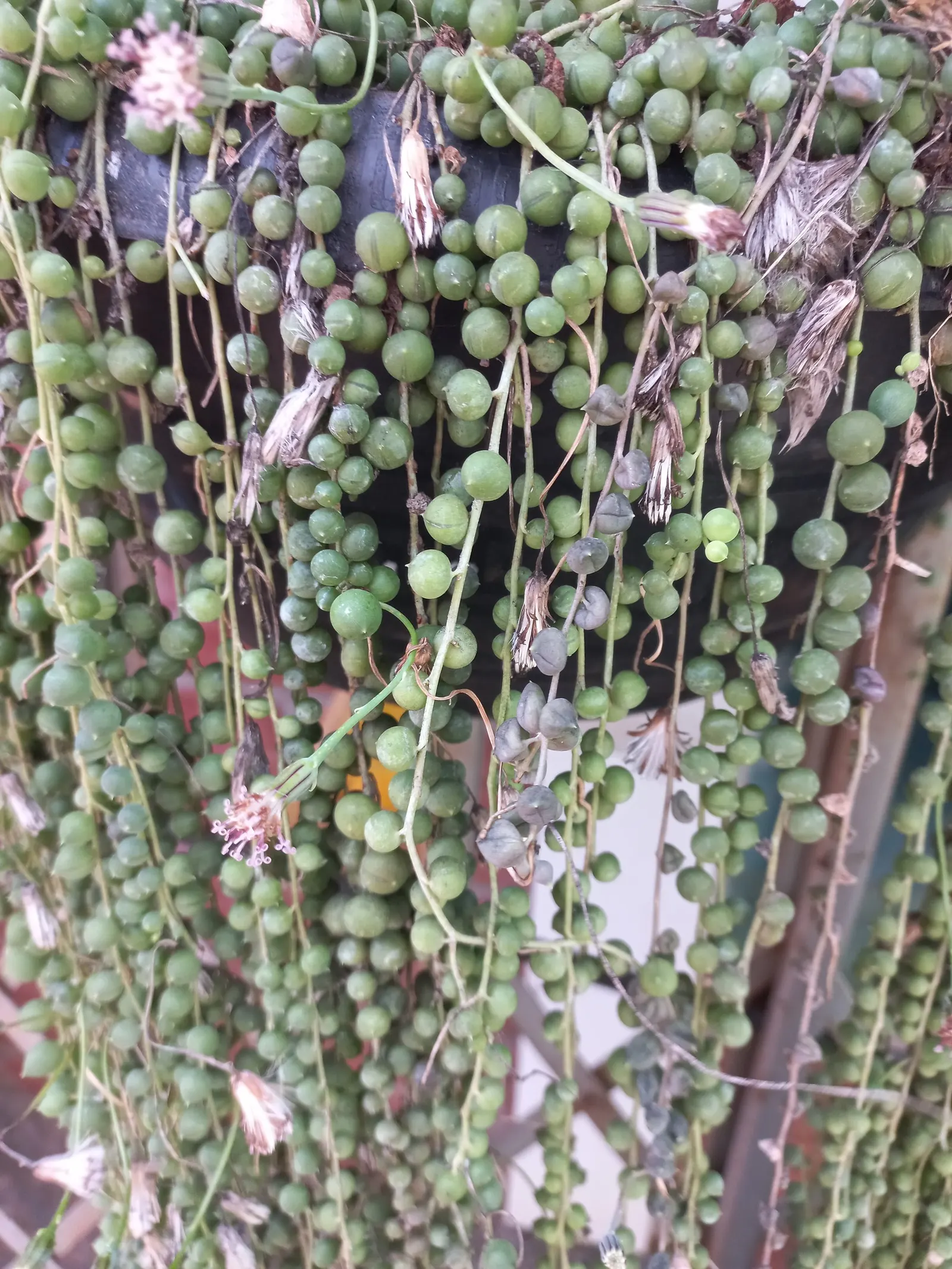 String Of Pearls (Senecio Rowleyanus) — it pairs beautifully with other succulents and low-water plants