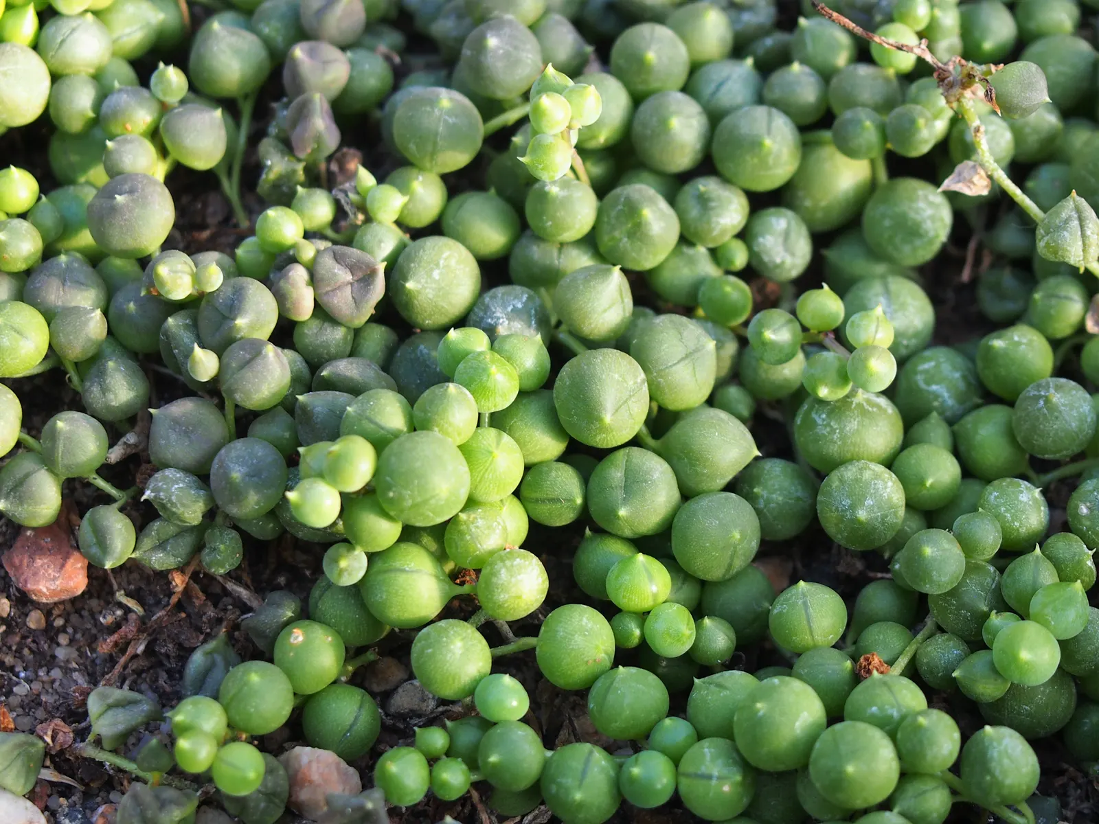 String Of Pearls (Senecio Rowleyanus) — When incorporated into a landscape design