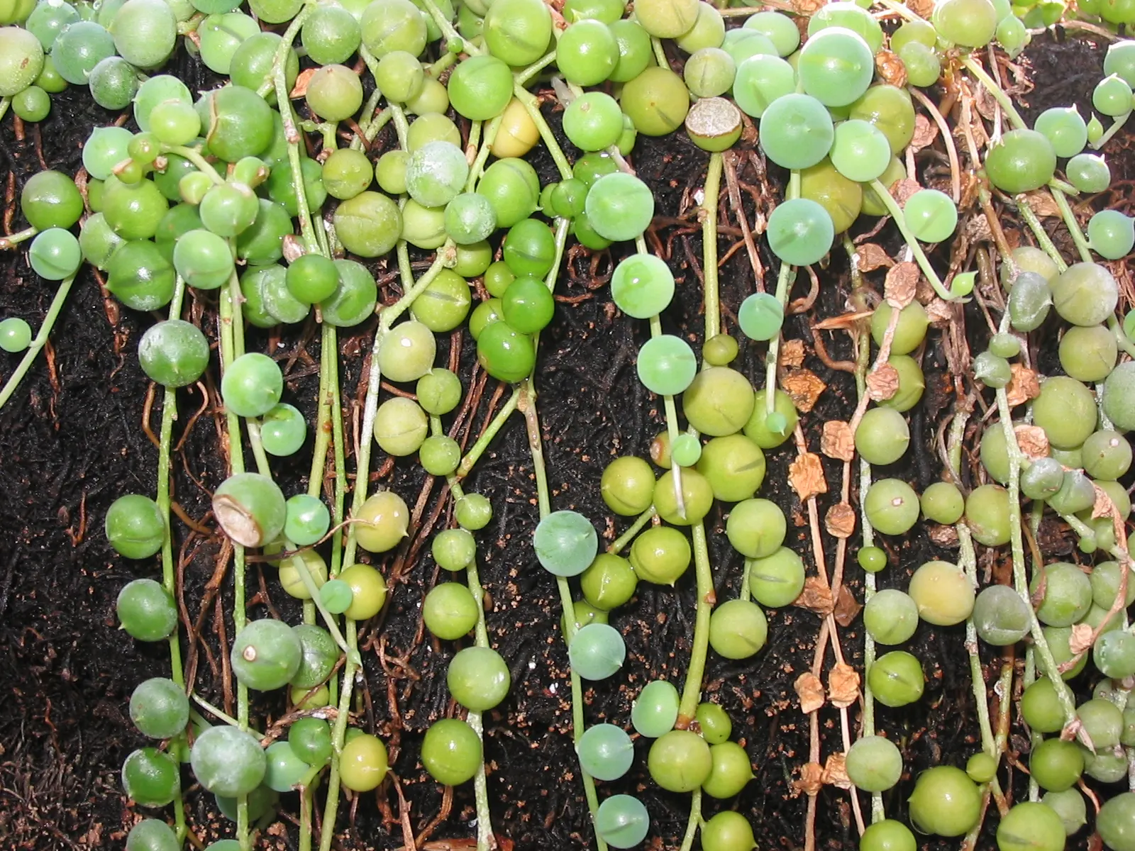 String Of Pearls (Senecio Rowleyanus) — Keep in mind that while captivating