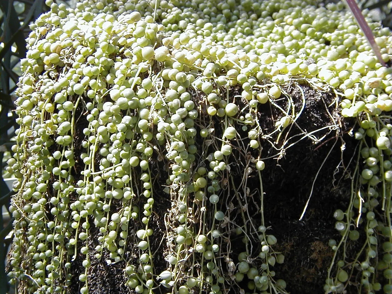 String Of Pearls (Senecio Rowleyanus) — interspersed with transverse windows which allow light into the interior of the leaf for photosynthesis