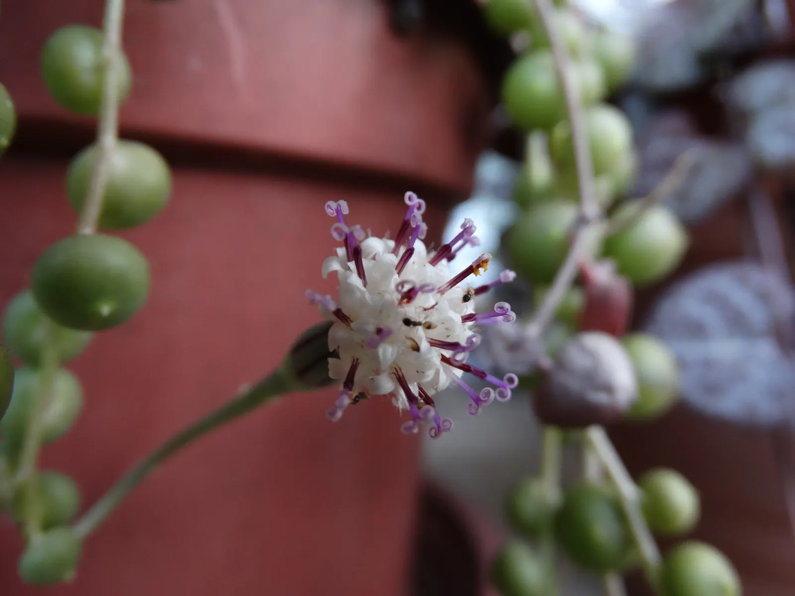 String Of Pearls (Senecio Rowleyanus) — so caution should be exercised in areas frequented by pets and children