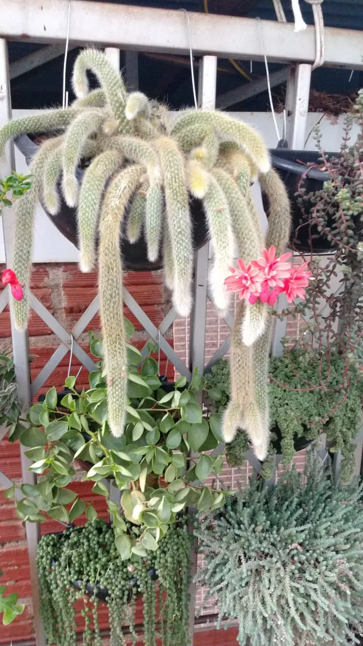 String Of Pearls (Senecio Rowleyanus) — trail down stems that can reach 2-3 feet long; with each spherical leaf reaching about a quarter inch in diameter