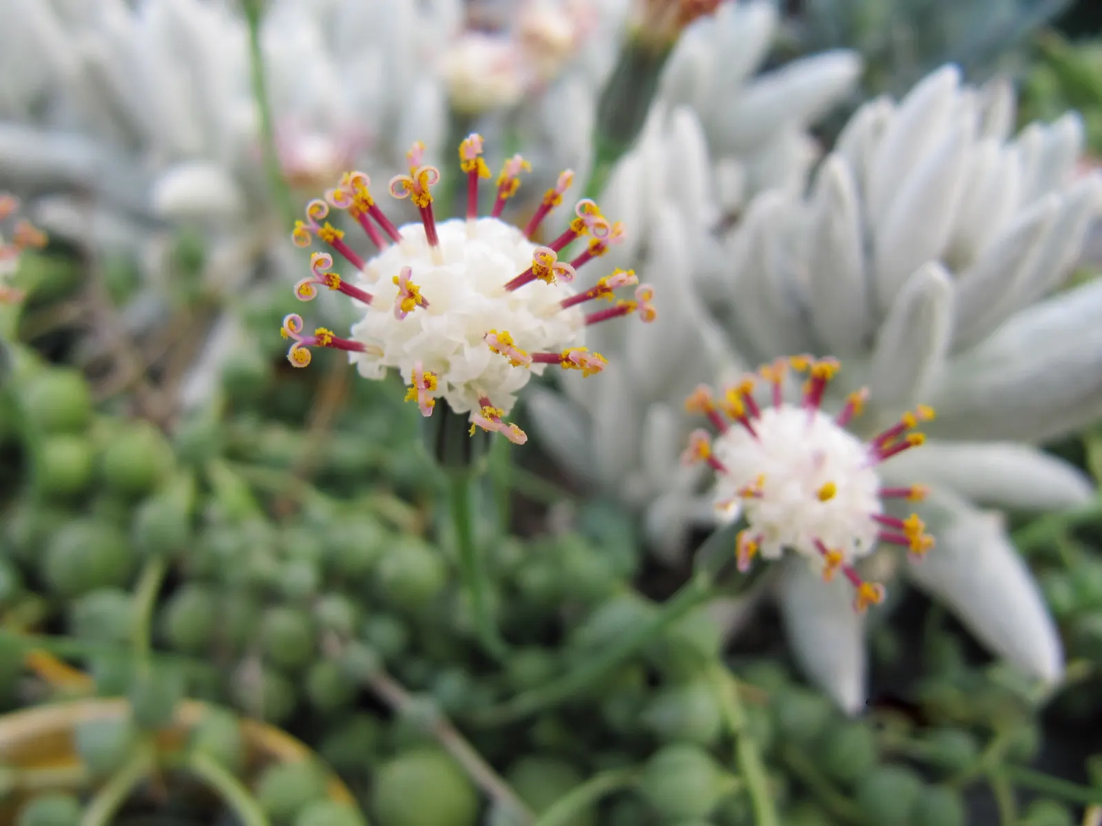 String Of Pearls (Senecio Rowleyanus) — Water sparingly to avoid rot, typically when the first 2 inches of soil are dry; mimicking a beaded necklace