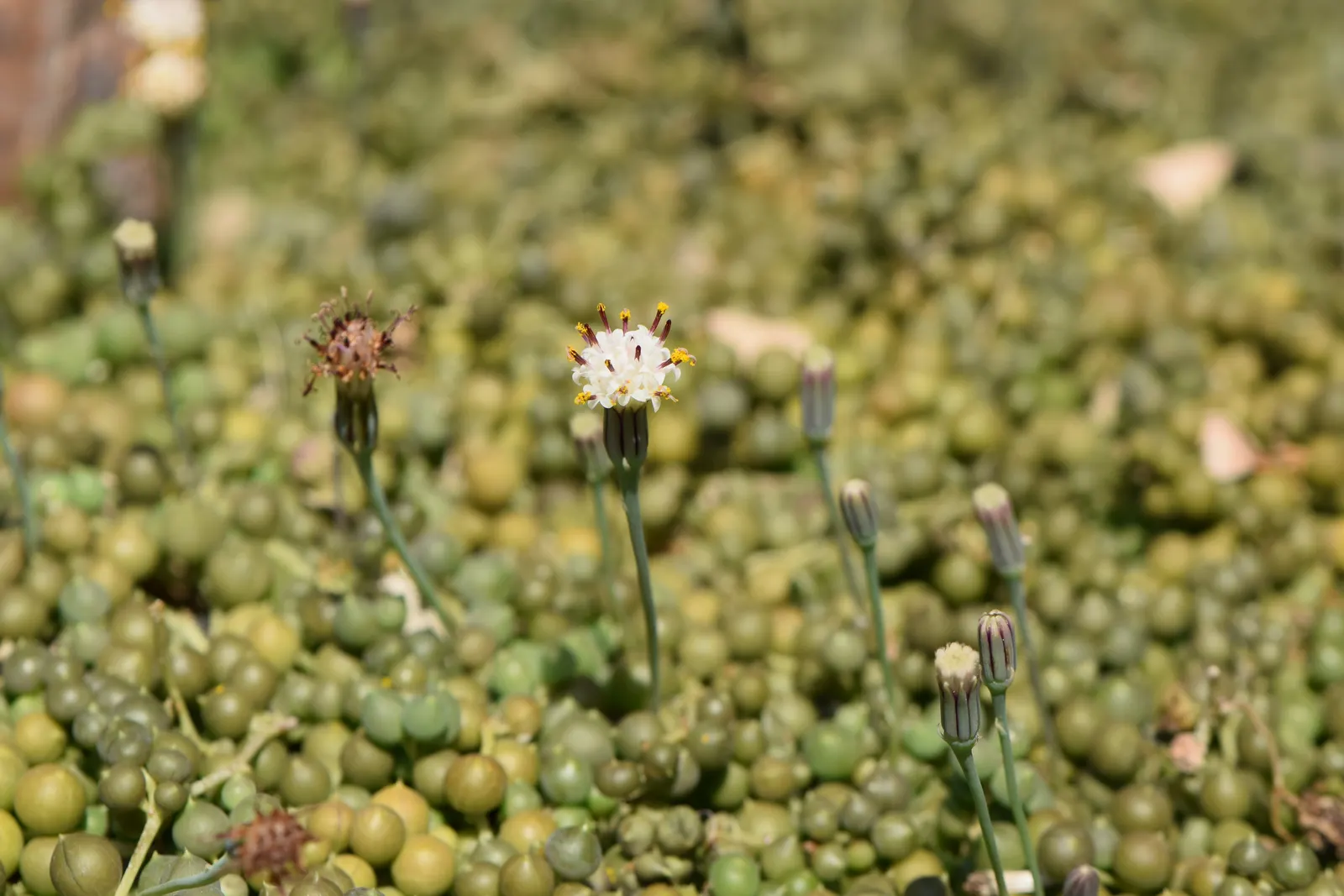 String Of Pearls (Senecio Rowleyanus) — ensure well-draining soil and situate in a location that provides bright