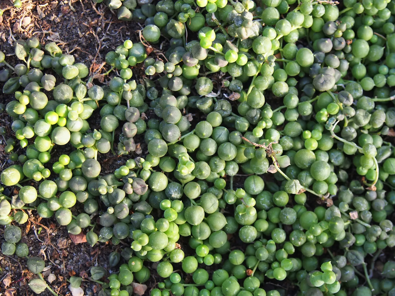 String Of Pearls (Senecio Rowleyanus) — the String of Pearls requires minimal watering