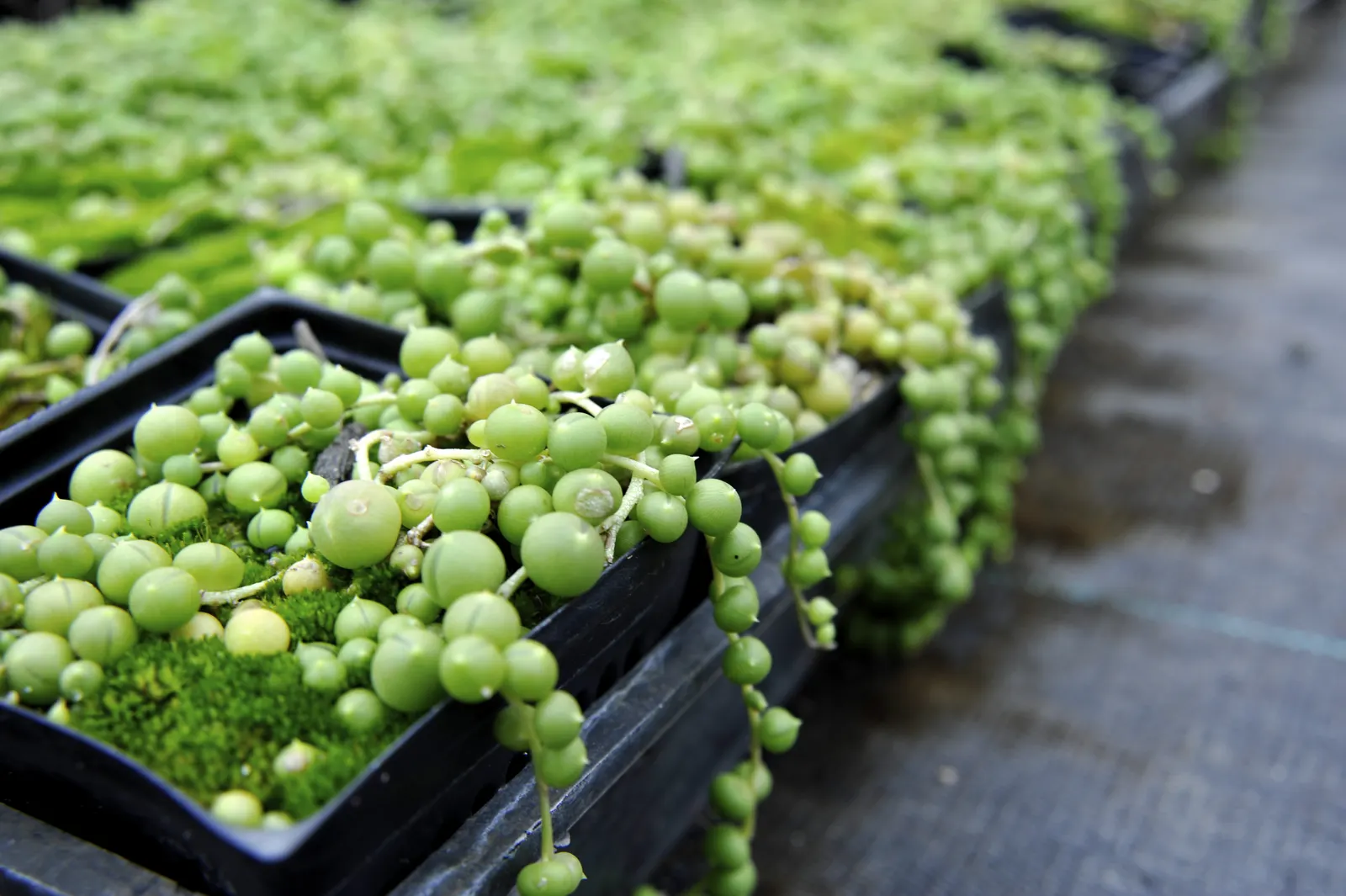 String Of Pearls (Senecio Rowleyanus) — mimicking a beaded necklace; the String of Pearls requires minimal watering
