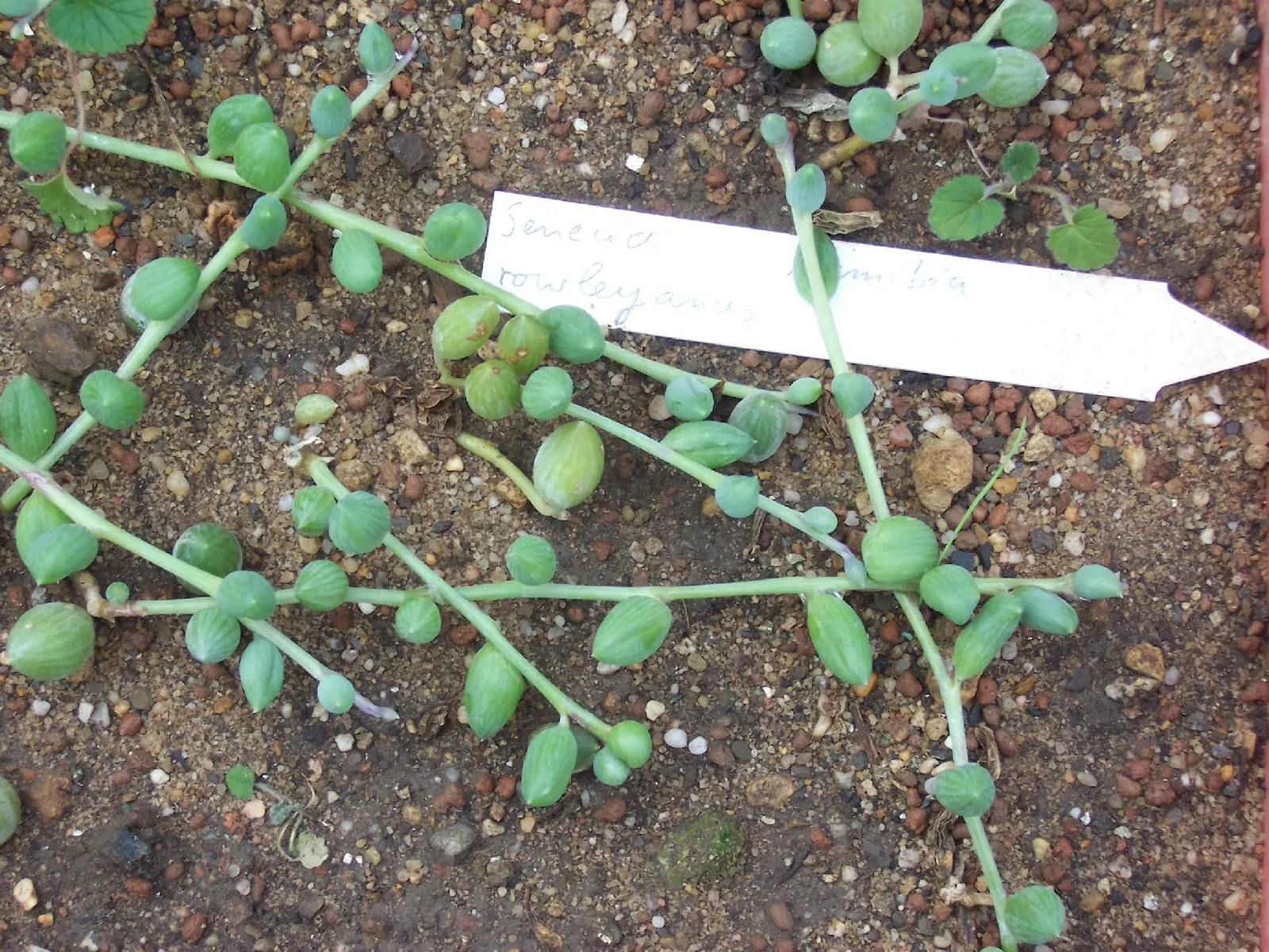 String Of Pearls (Senecio Rowleyanus) — ensuring the soil fully dries between watering sessions