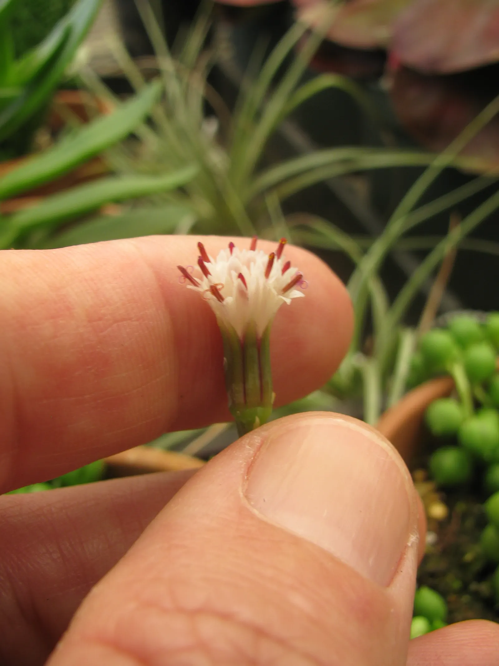 String Of Pearls (Senecio Rowleyanus) — the String of Pearls can achieve lengths of 2 to 3 feet