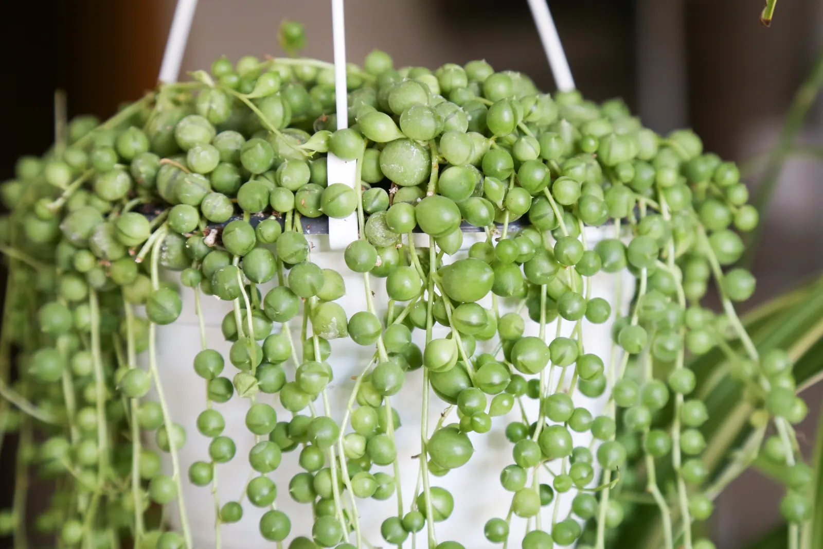 String Of Pearls (Senecio Rowleyanus) — Water sparingly to avoid rot, typically when the first 2 inches of soil are dry