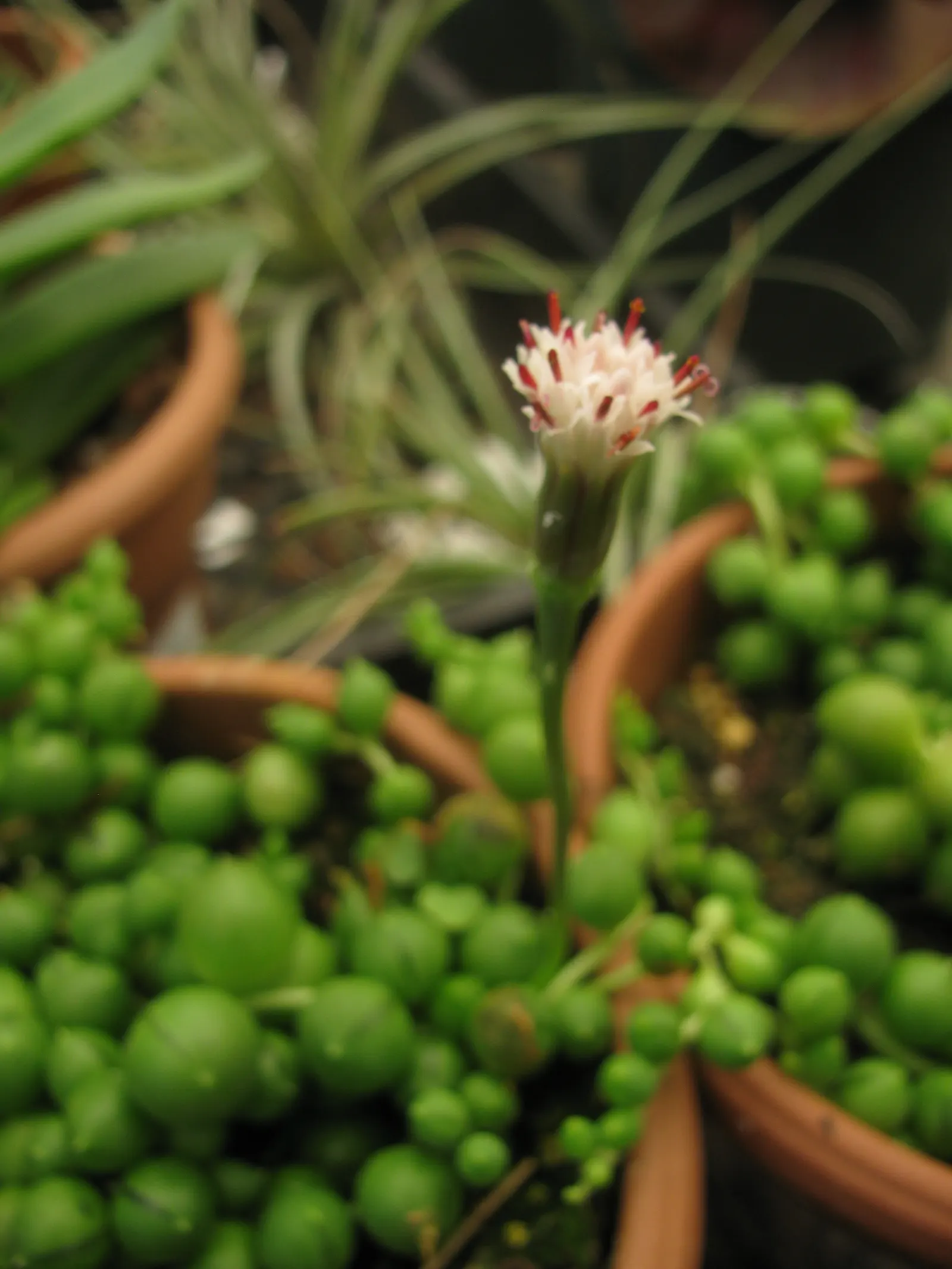 String Of Pearls (Senecio Rowleyanus) — This succulent perennial is native to the arid regions of Southwest Africa