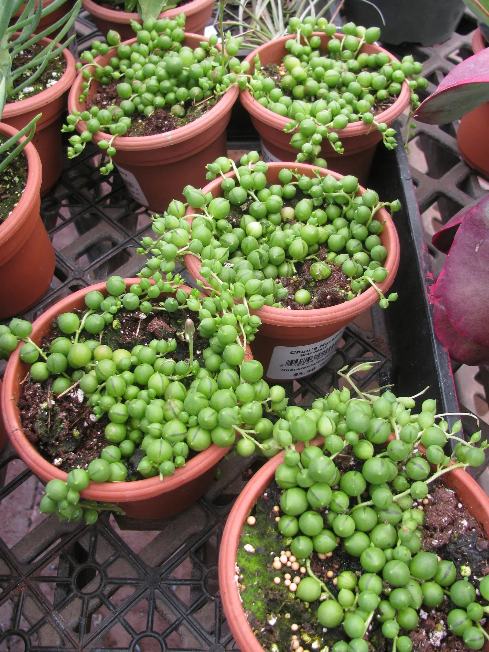 String Of Pearls (Senecio Rowleyanus) — These spherical leaves exhibit a glossy green hue