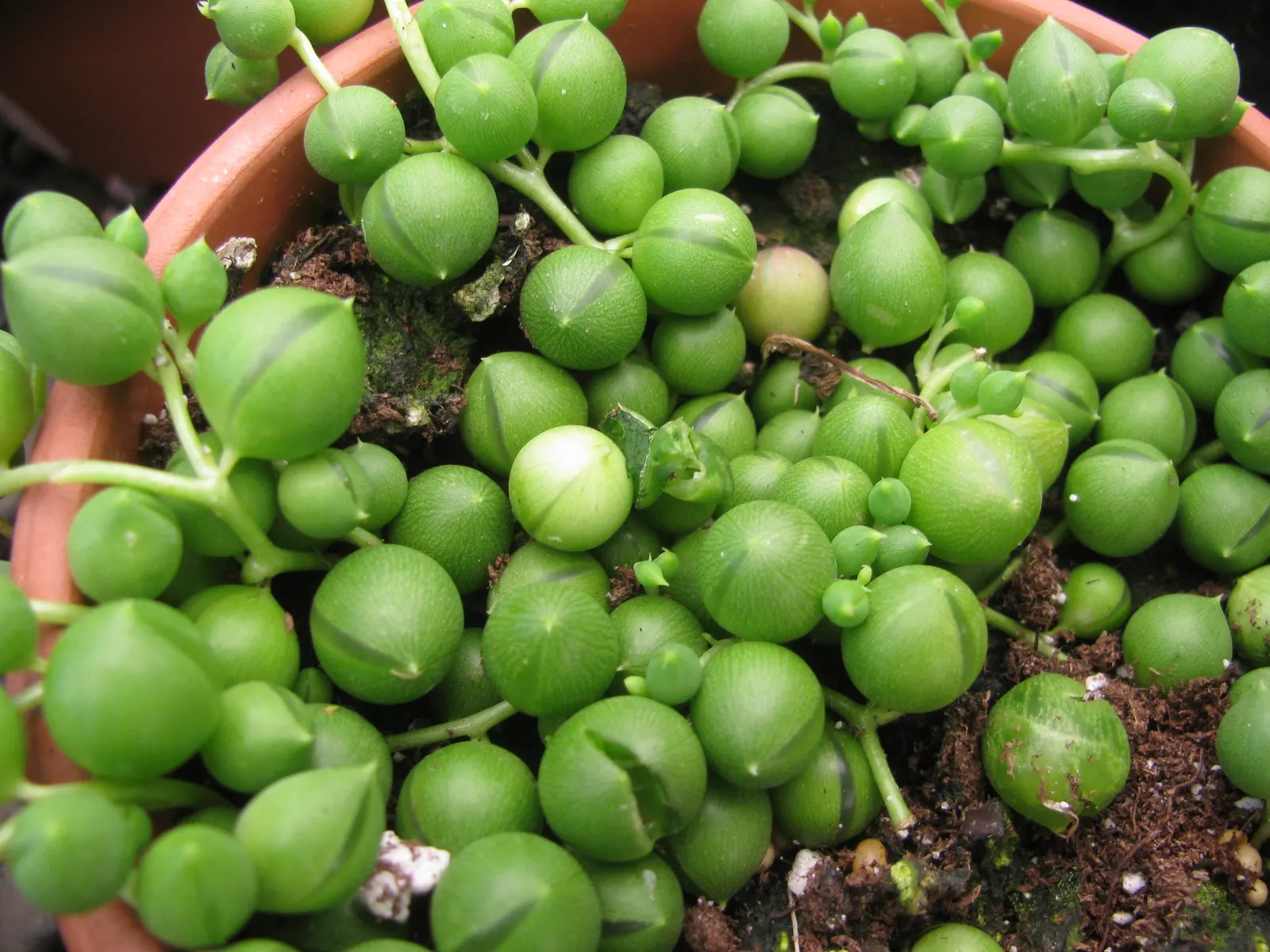 String Of Pearls (Senecio Rowleyanus) — Ideal for hanging baskets in arid landscapes