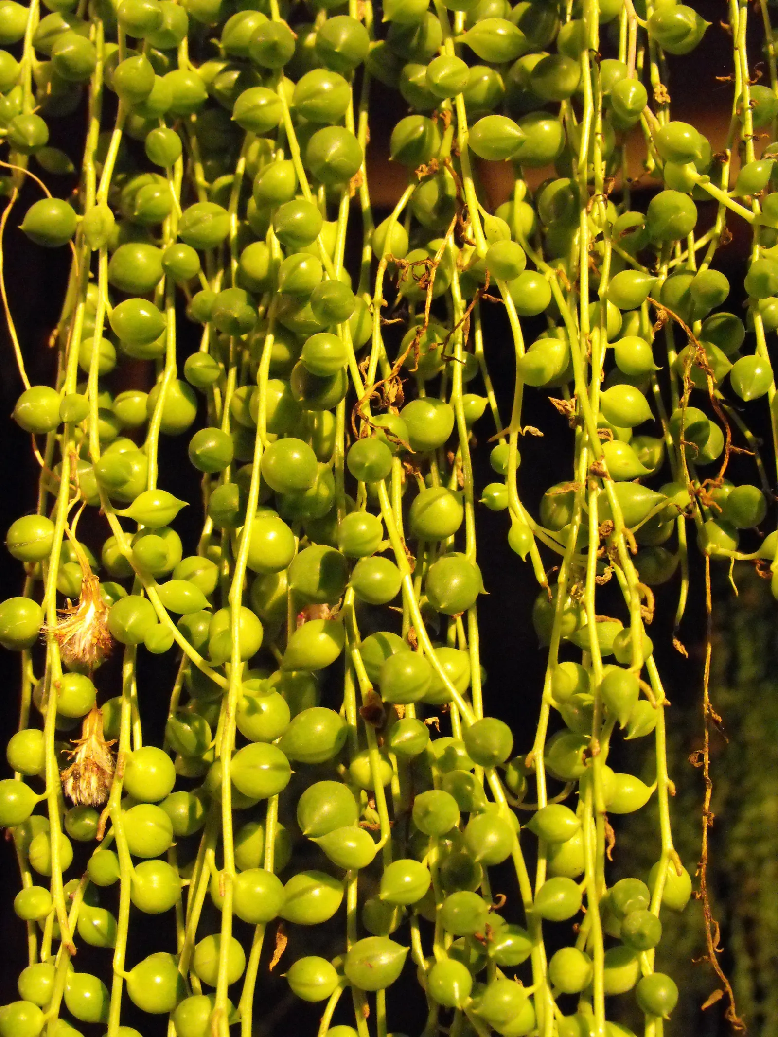 String Of Pearls (Senecio Rowleyanus) — ground cover / succulent for full or half