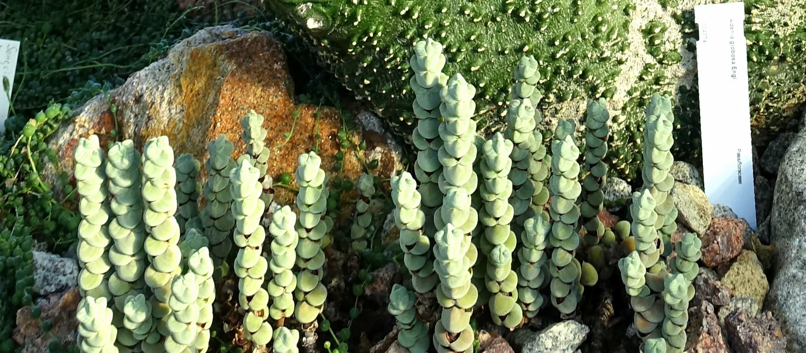 String Of Pearls (Senecio Rowleyanus) — botanically termed Senecio rowleyanus; direct, harsh sunlight can scorch the delicate leaves