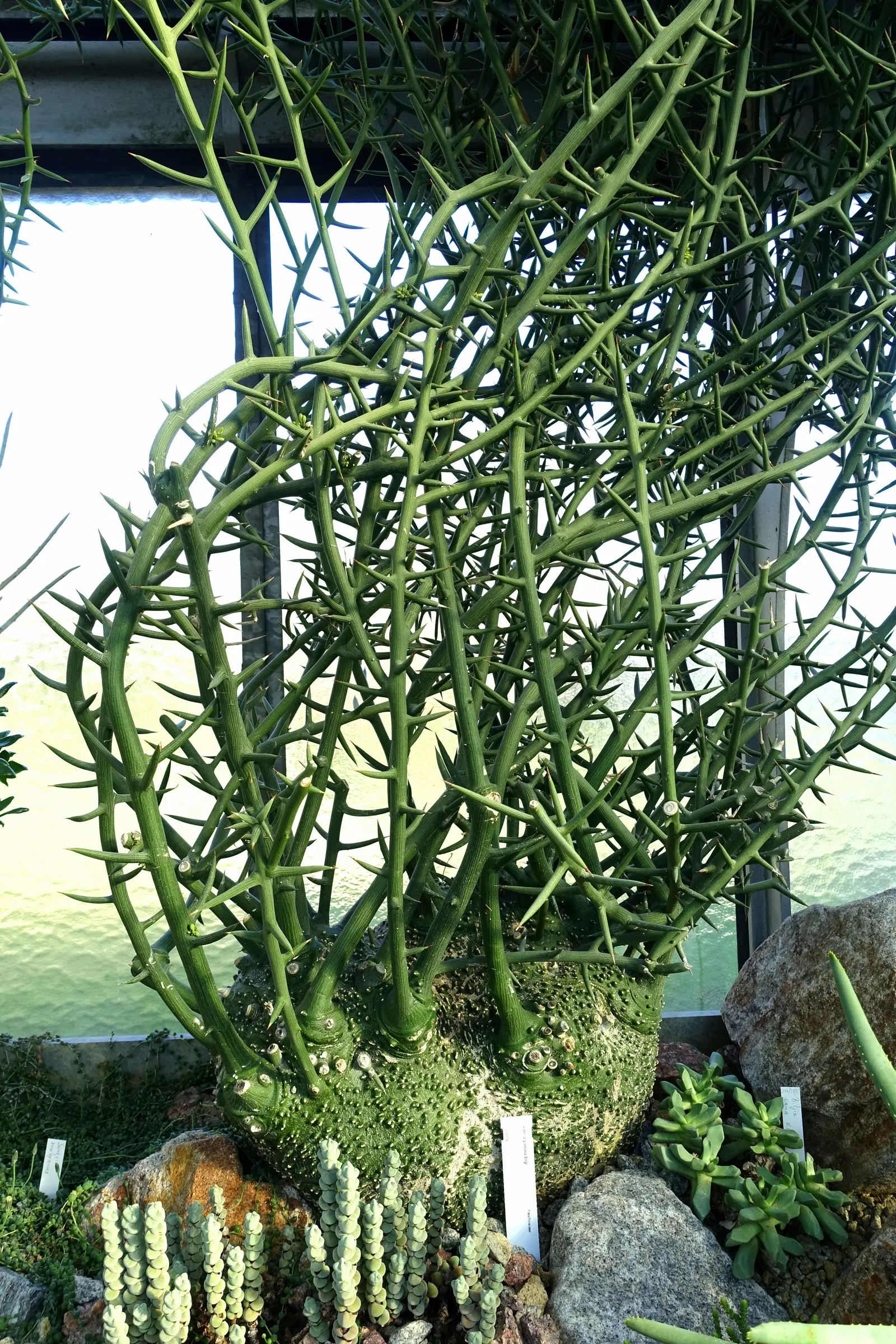 String Of Pearls (Senecio Rowleyanus) — Direct, harsh sunlight can scorch the delicate leaves
