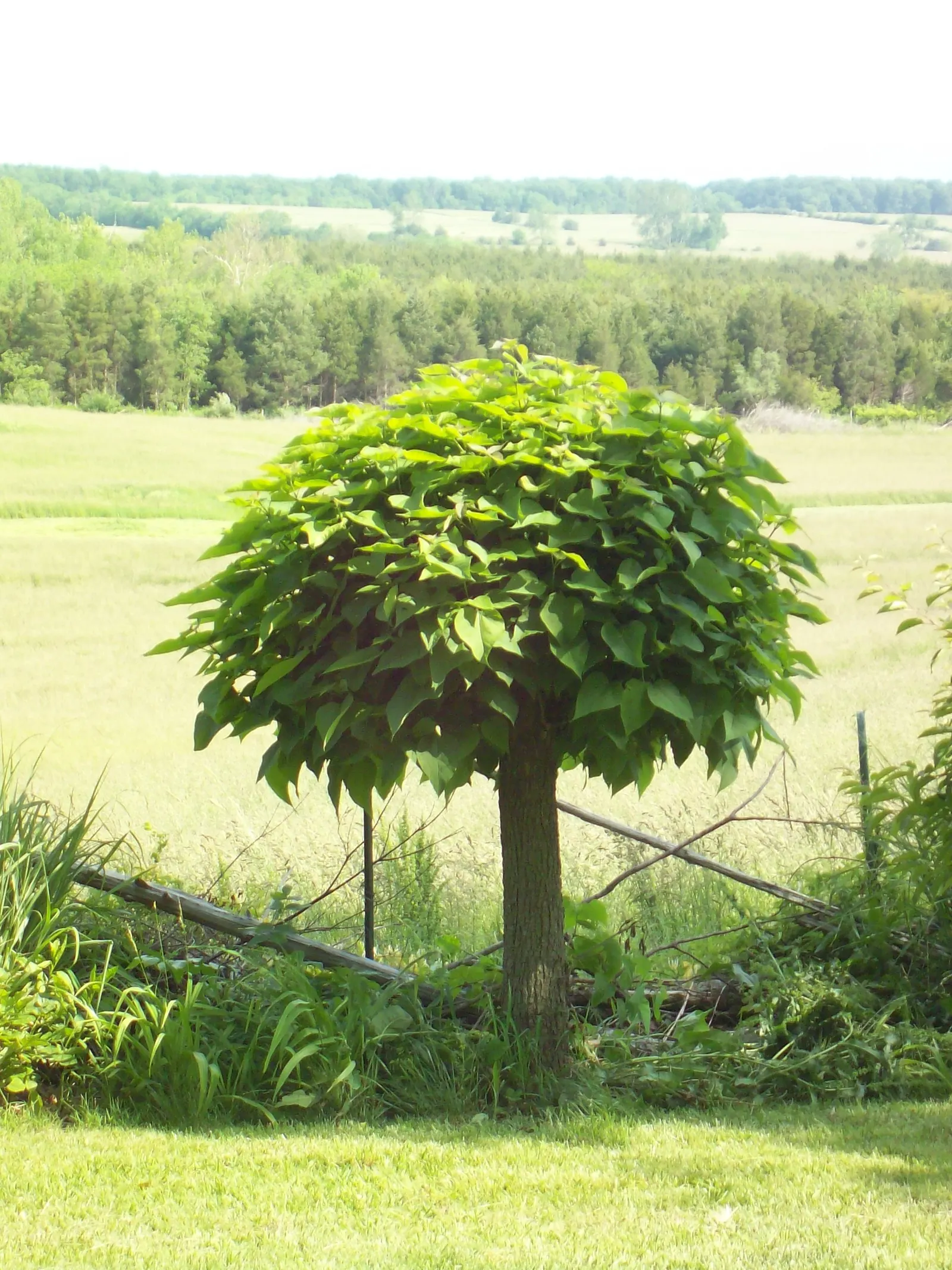 Western Catalpa (Catalpa Speciosa) — earning the tree the nickname "cigar tree." These pods persist through winter; hardy in Zones 4 through 8