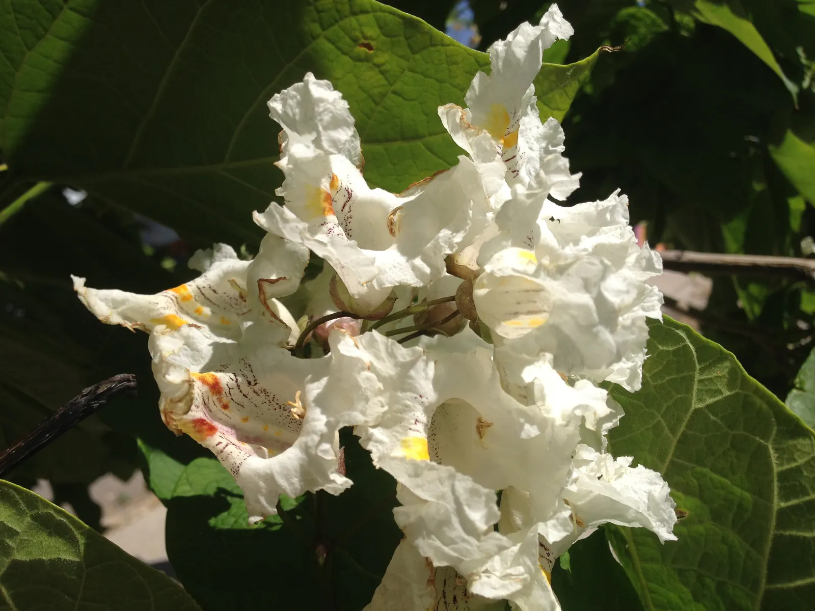 Western Catalpa (Catalpa Speciosa) — heart-shaped leaves and showy; this robust species commands presence, image 54
