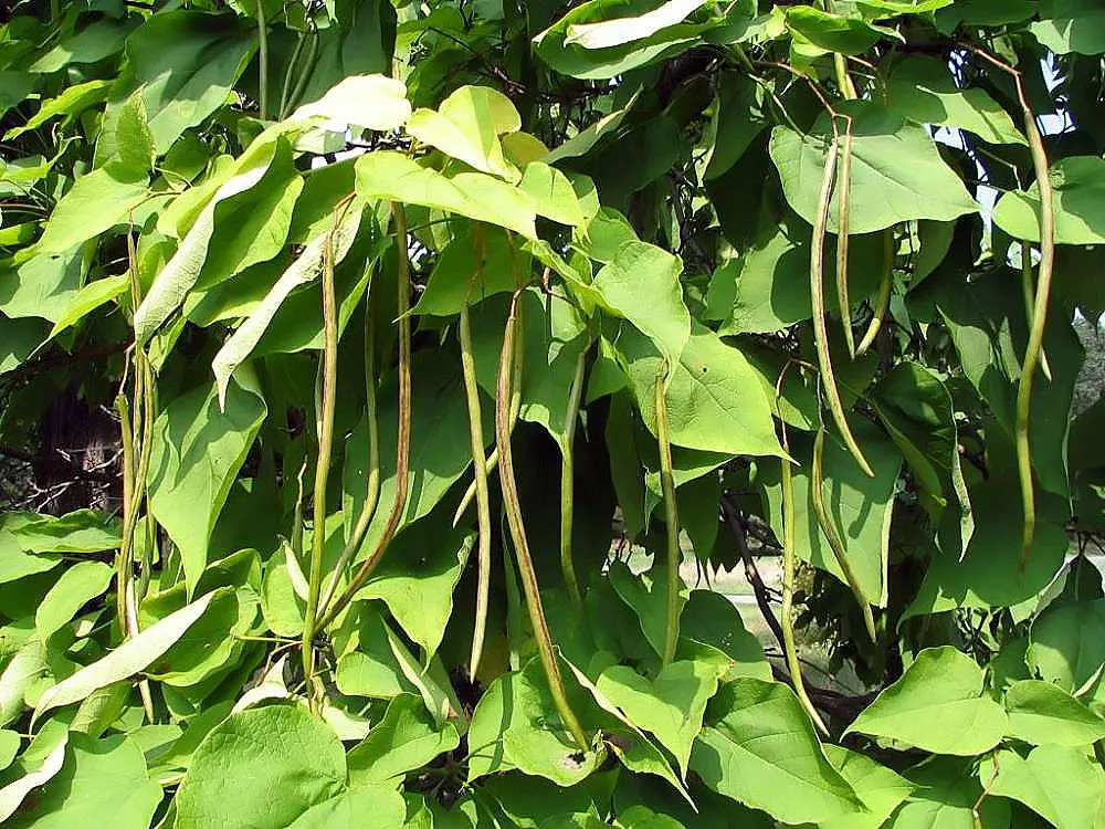 Western Catalpa (Catalpa Speciosa) — white flowers in the garden