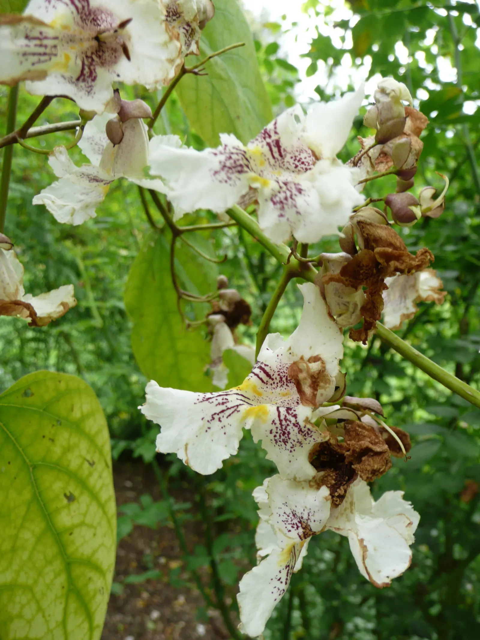 Western Catalpa (Catalpa Speciosa) — The leaves emerge a luminous green in spring, transitioning to a yellowish color in the autumn before shedding; white
