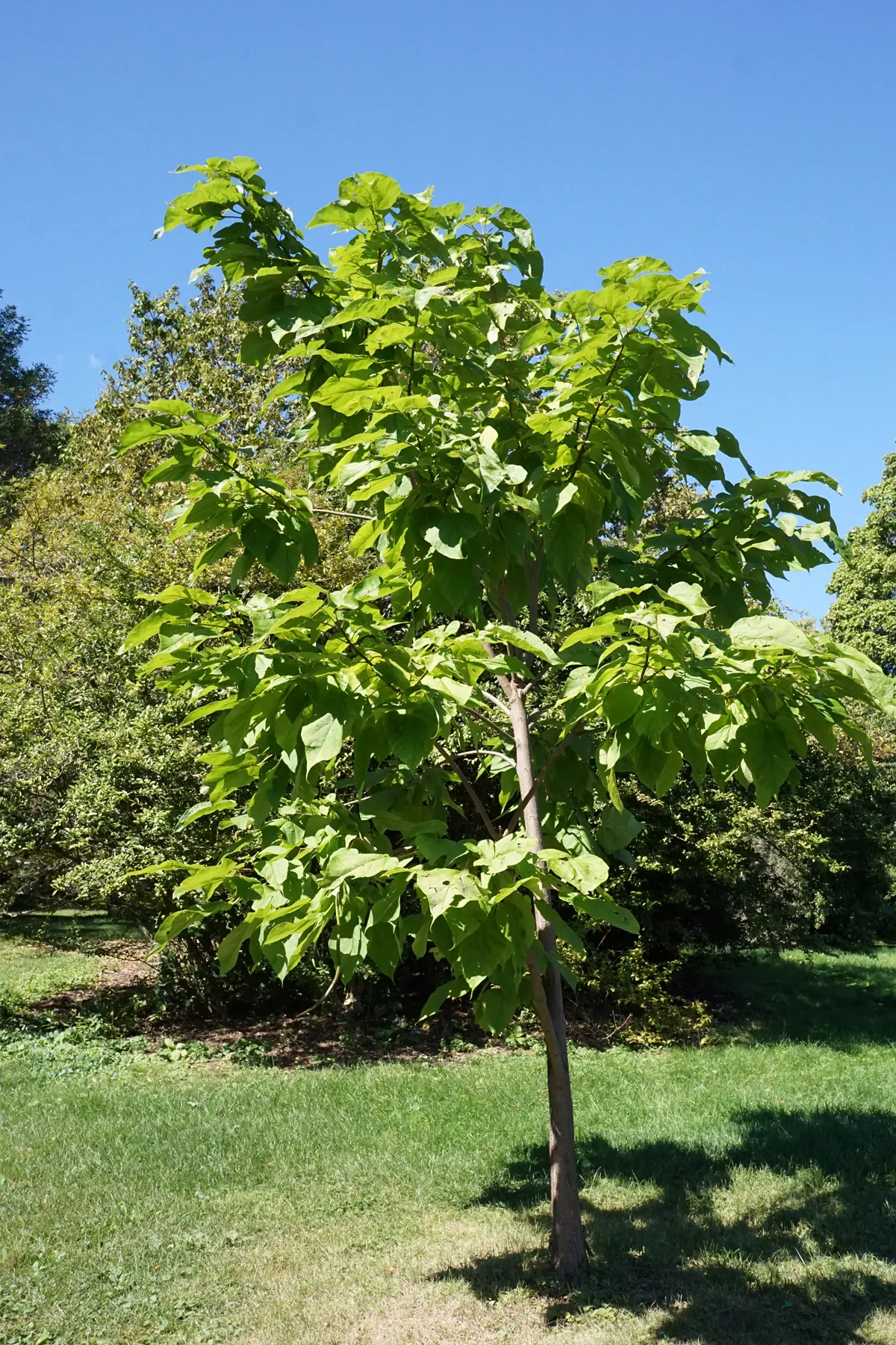 Western Catalpa (Catalpa Speciosa) — It boasts a relatively fast growth rate; trumpet-shaped flowers adorned with purple and yellow markings, image 64