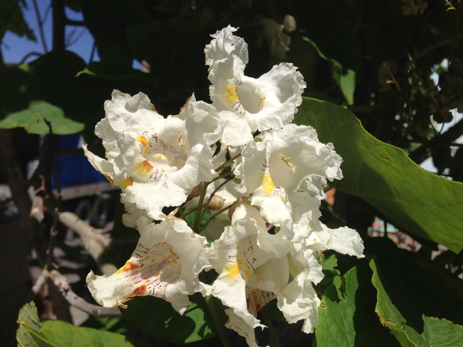 Western Catalpa (Catalpa Speciosa) — tree for full or half; notably resistant to disease and pests