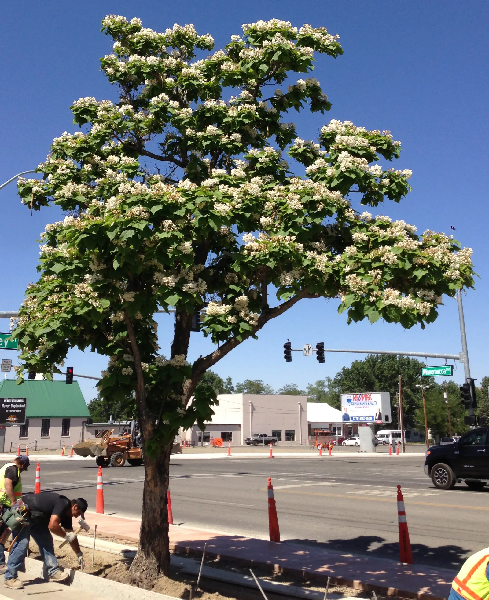 Western Catalpa (Catalpa Speciosa) — Come late spring to early summer; the long, slender seed pods add a unique aesthetic in fall