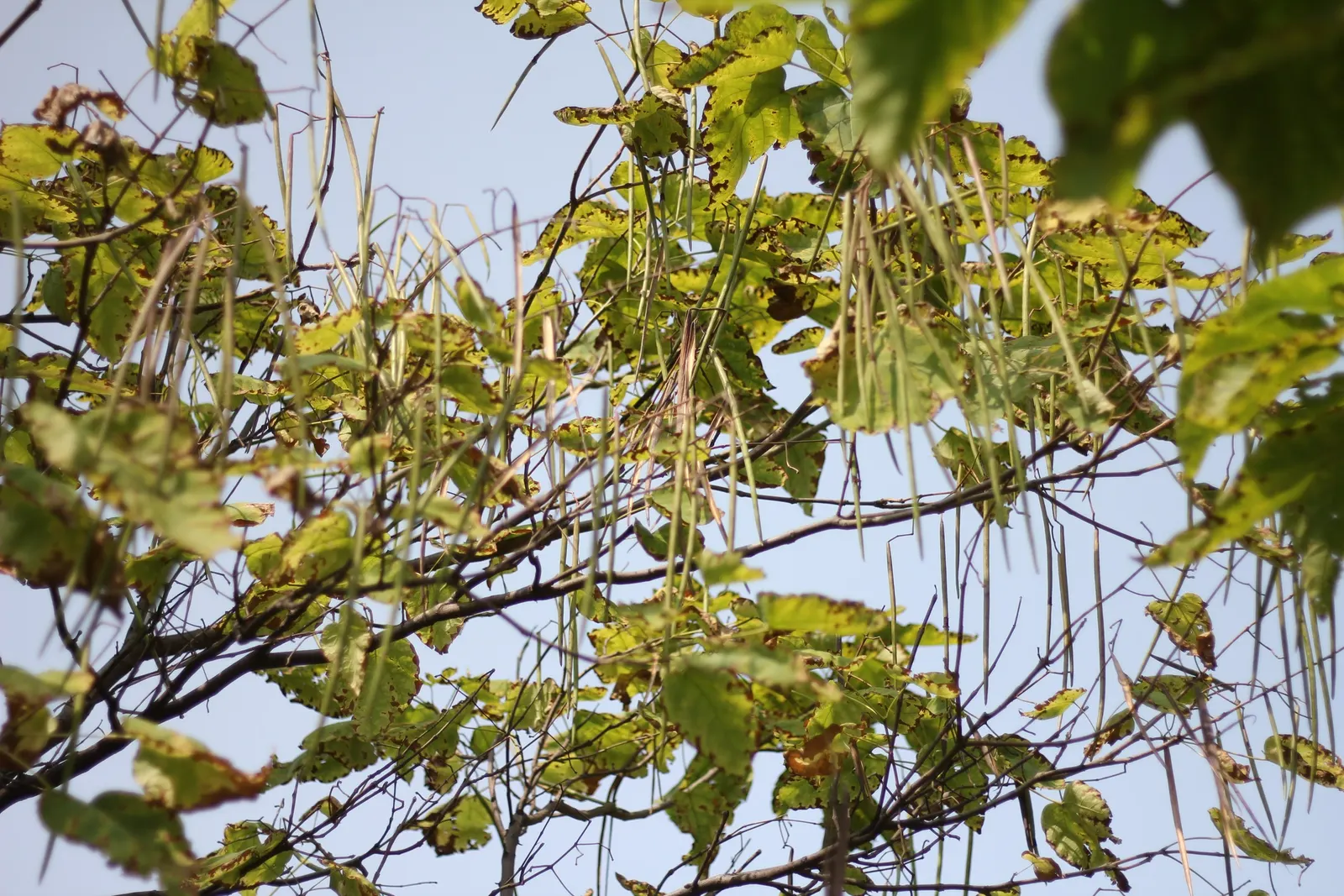 Western Catalpa (Catalpa Speciosa) — adding visual interest in the barren months.<br><br>Catalpa speciosa thrives in USDA zones 4 to 8; the Western Catalpa