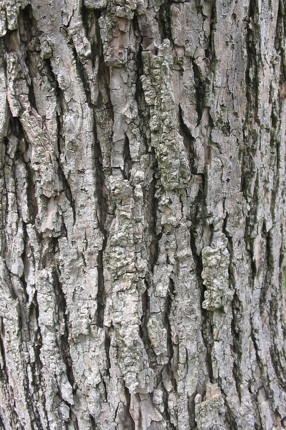 Western Catalpa (Catalpa Speciosa) — which can span up to 12 inches across; with a typical height range between 40 to 60 feet and a spread of 20 to, image 65