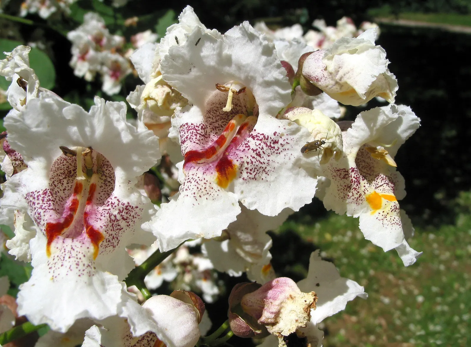Western Catalpa (Catalpa Speciosa) — reaching up to 20 inches in length; tree for full or half
