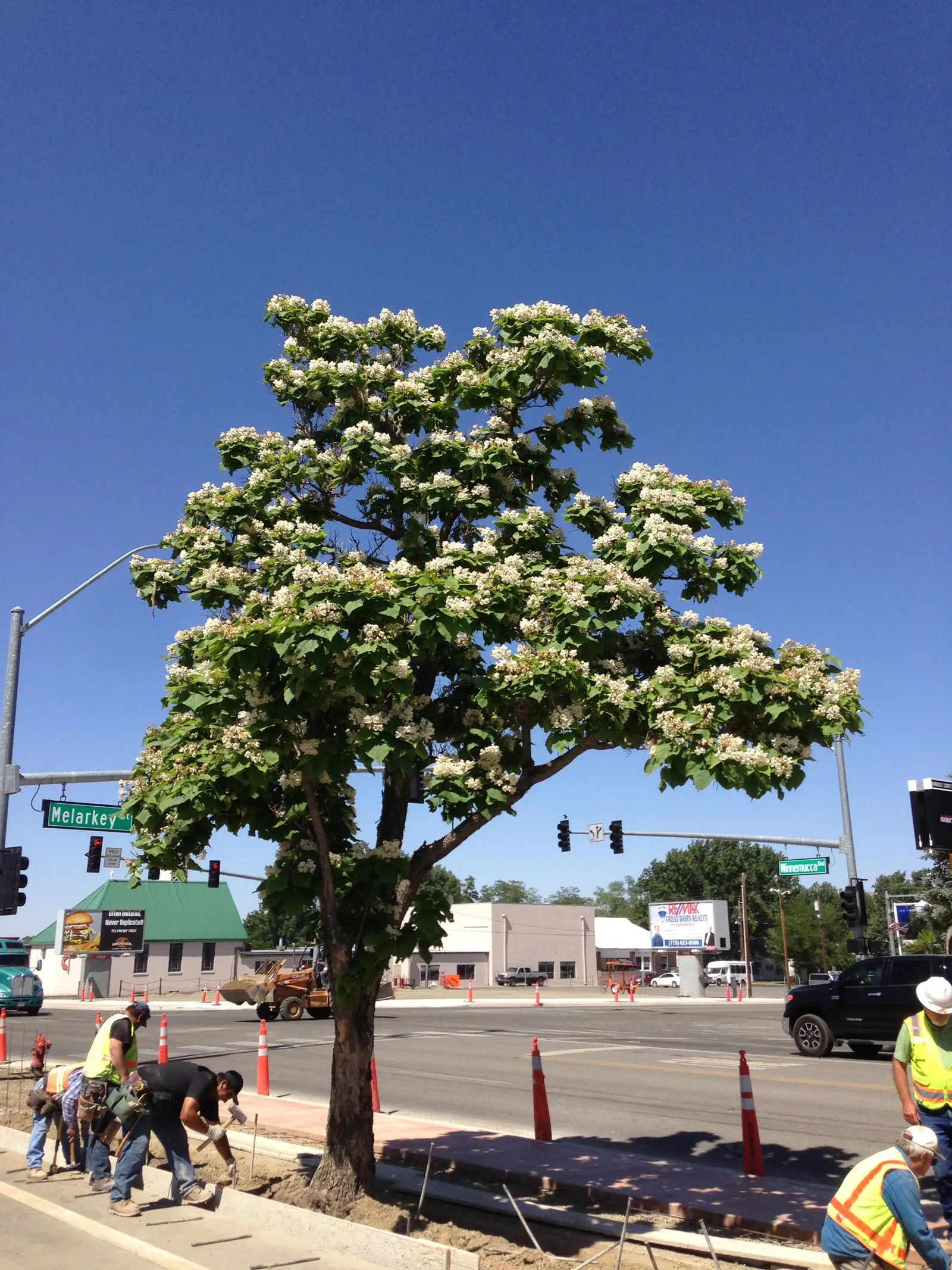 Western Catalpa (Catalpa Speciosa) — each blossom being approximately 2 inches across; reaching up to 20 inches in length