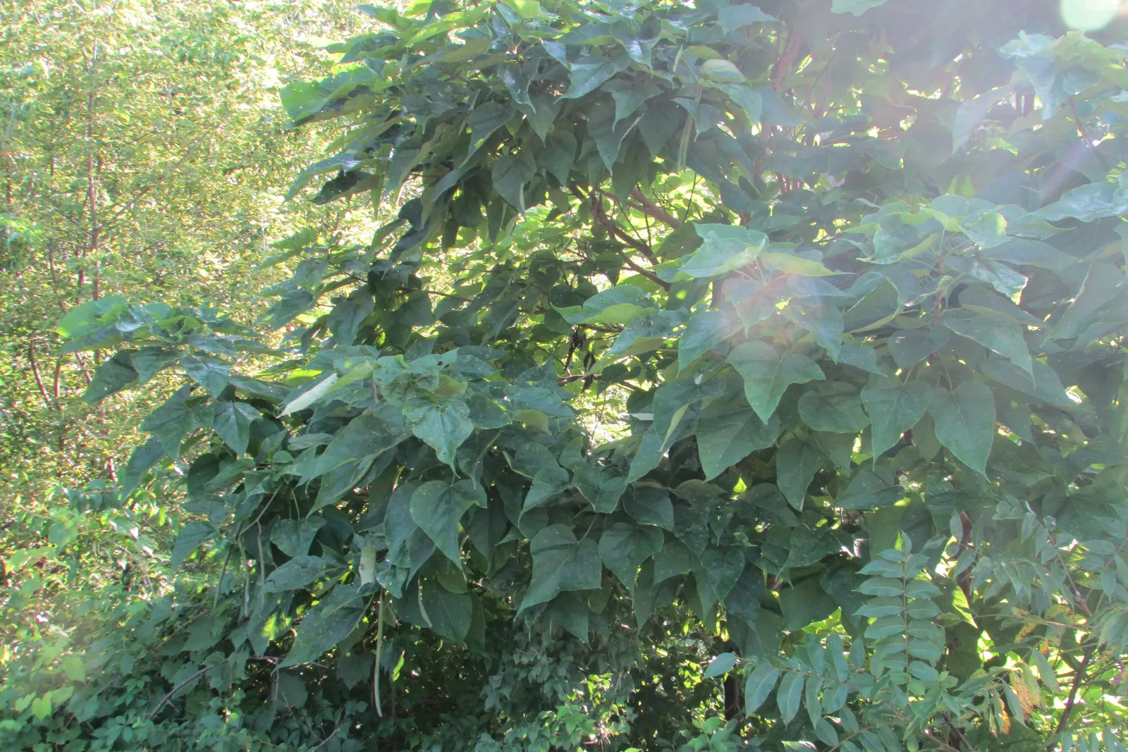 Western Catalpa (Catalpa Speciosa) — tree with white blooms; come late spring to early summer