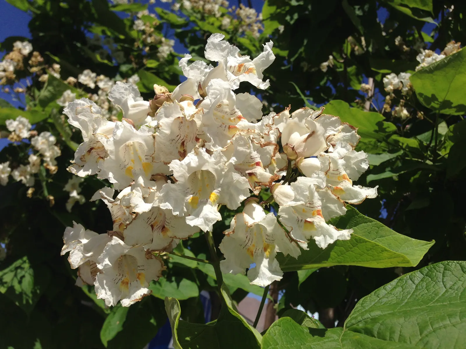 Western Catalpa (Catalpa Speciosa) — The Western Catalpa (Catalpa speciosa) is a stately deciduous tree celebrated for its broad; it reaches up to, image 53