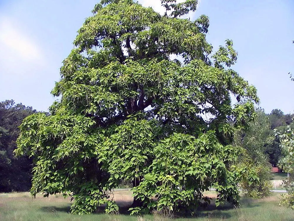 Western Catalpa (Catalpa Speciosa) — The Western Catalpa (Catalpa speciosa) is a stately deciduous tree celebrated for its broad; it reaches up to 60 feet in