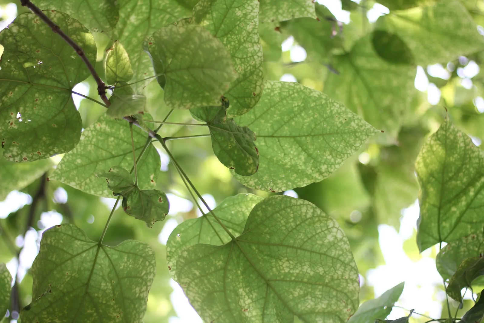 Western Catalpa (Catalpa Speciosa) — this robust species commands presence; and is tolerant of various soil types