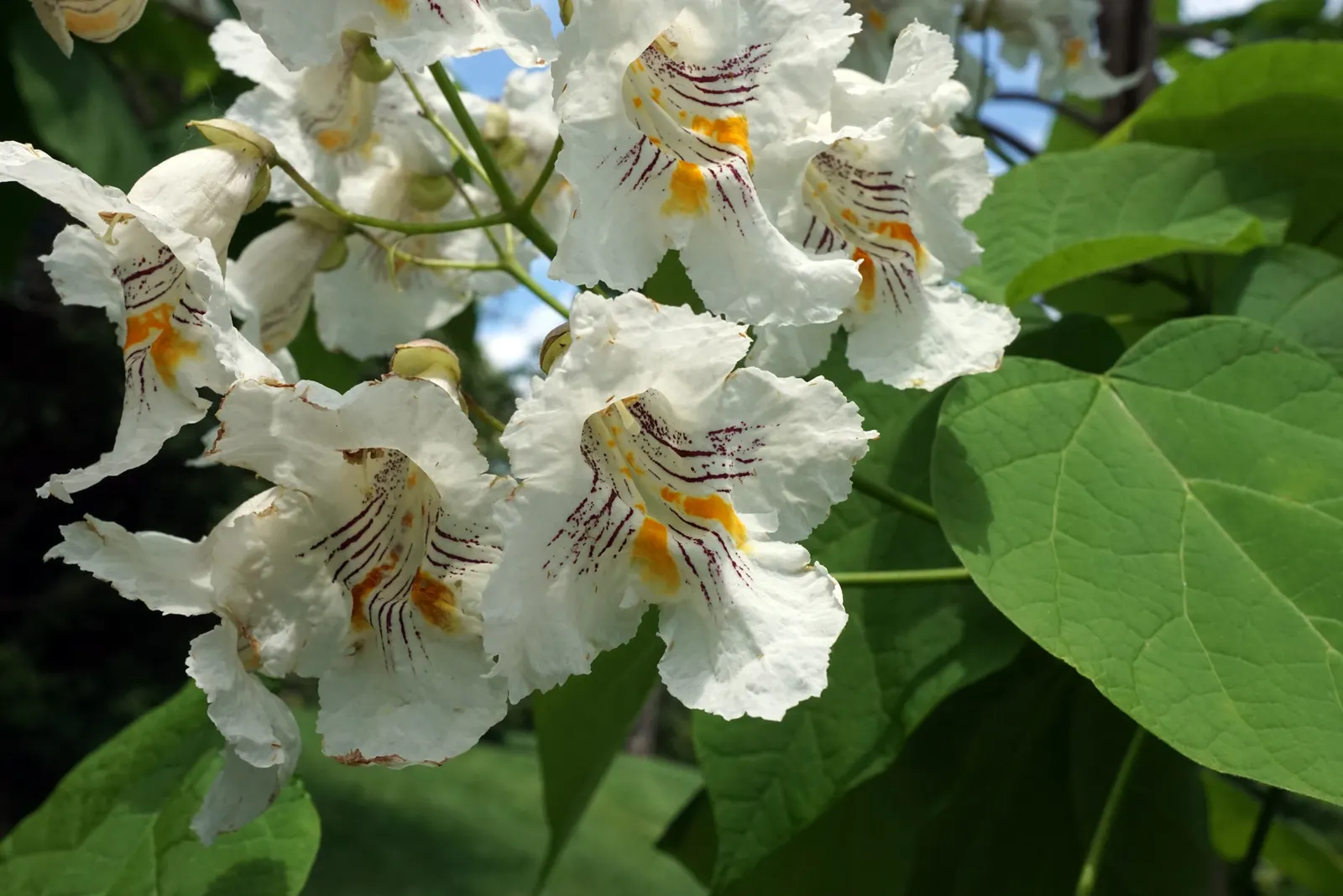 Western Catalpa (Catalpa Speciosa) — The long, slender seed pods add a unique aesthetic in fall; prefers full sun and adapts to various soil types