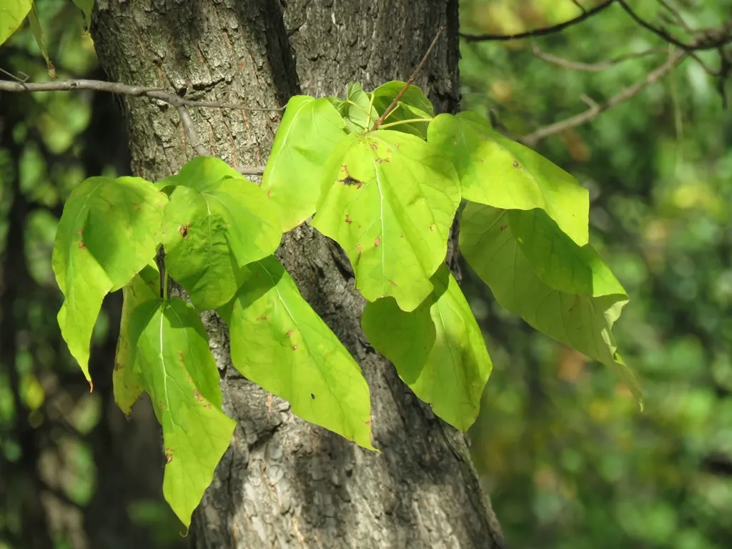 Western Catalpa (Catalpa Speciosa) — the Western Catalpa provides an expansive canopy of shade with a coarse texture; the tree is adorned with showy clusters