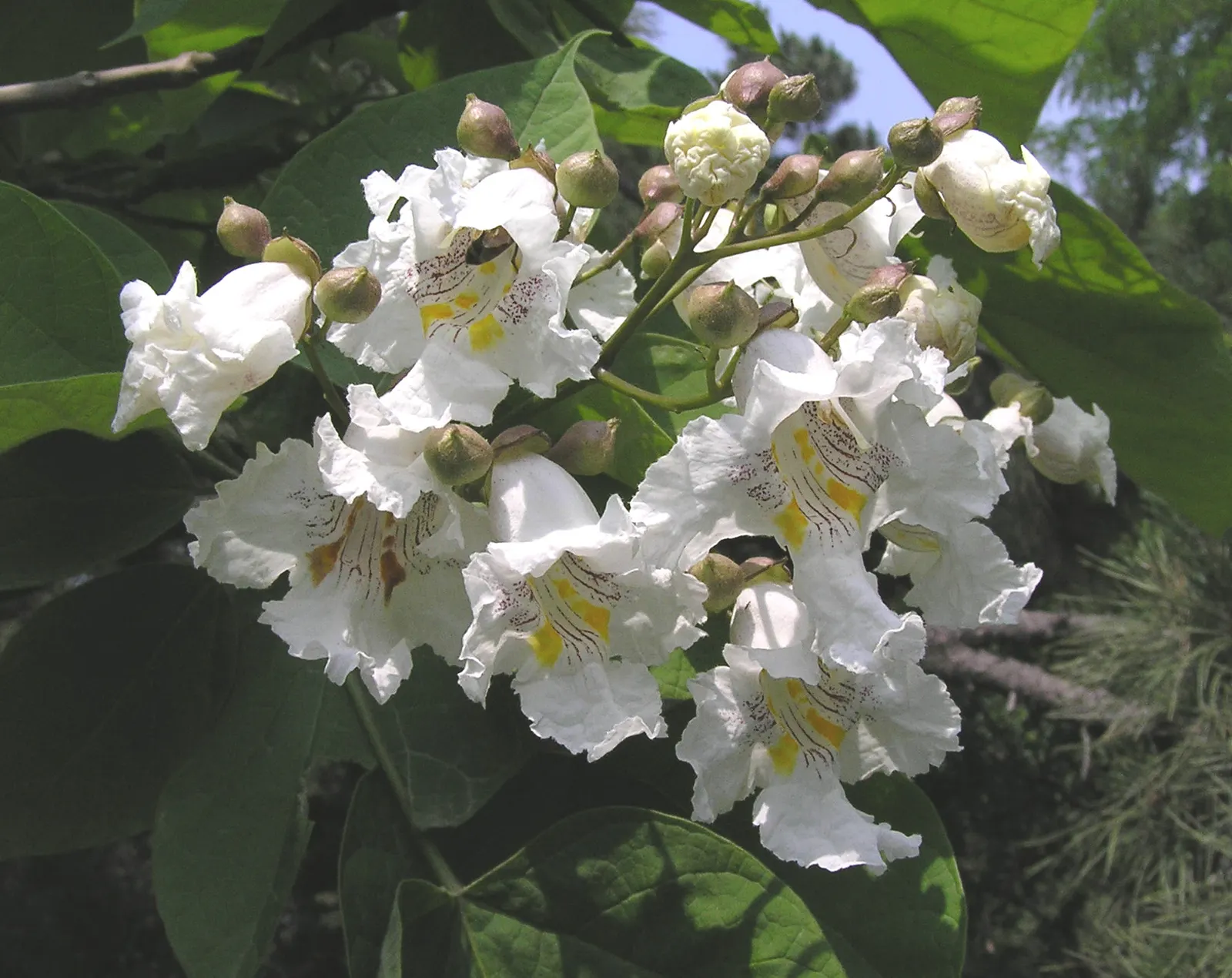 Western Catalpa (Catalpa Speciosa) — Hardy in Zones 4 through 8; earning the tree the nickname "cigar tree." These pods persist through winter, image 59
