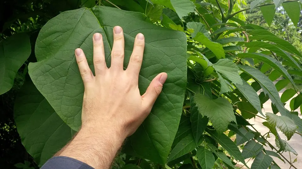 Western Catalpa (Catalpa Speciosa) — this robust species commands presence; and is tolerant of various soil types, image 63