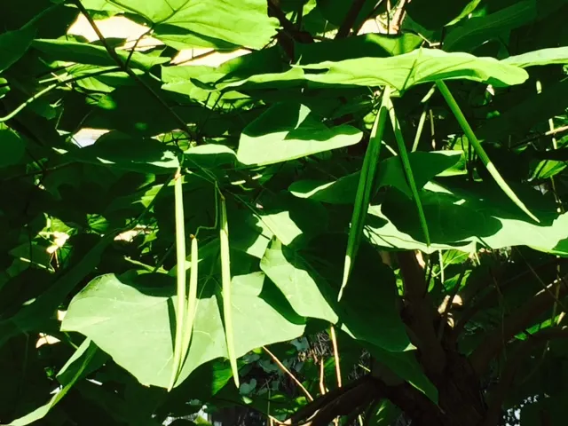 Western Catalpa (Catalpa Speciosa) — making it a splendid choice for both ornamental and practical purposes in landscaping designs; is a deciduous tree
