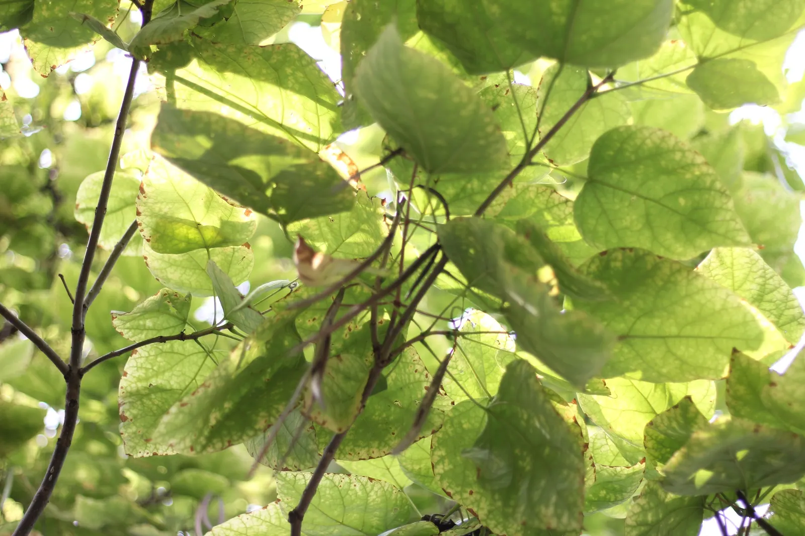 Western Catalpa (Catalpa Speciosa) — trumpet-shaped flowers adorned with purple and yellow markings; each blossom being approximately 2 inches across