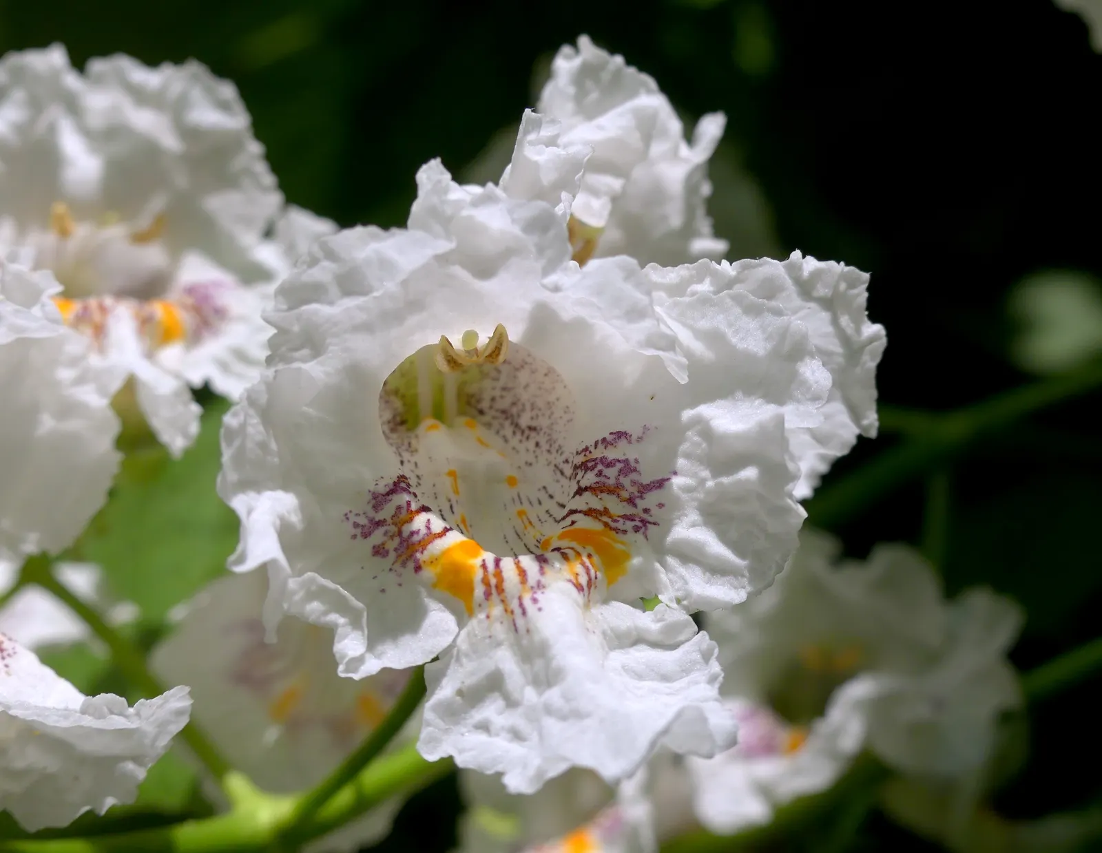 Western Catalpa (Catalpa Speciosa) — Prefers full sun and adapts to various soil types; which can span up to 12 inches across, image 58