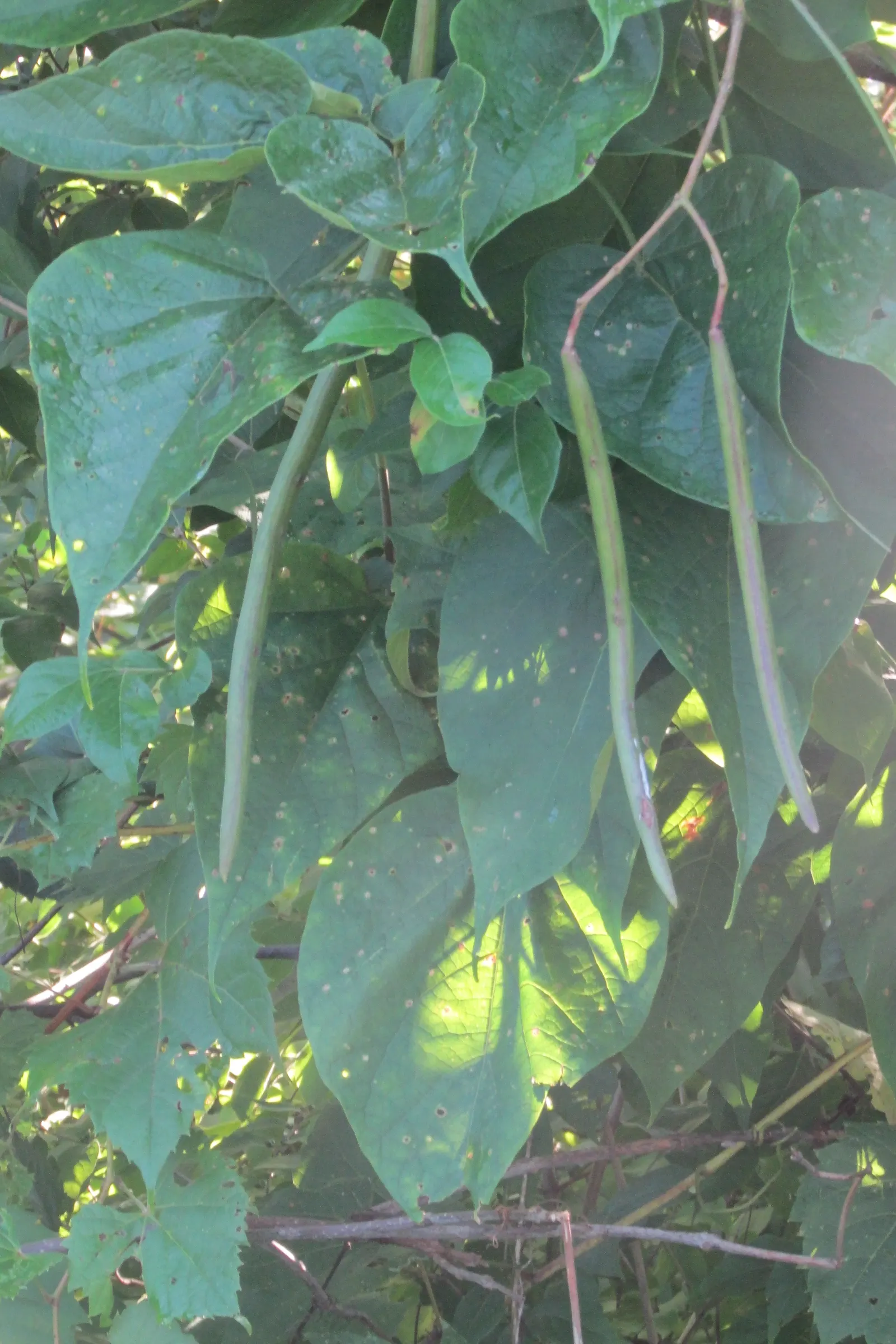 Western Catalpa (Catalpa Speciosa) — and is tolerant of various soil types; adding visual interest in the barren months.<br><br>Catalpa speciosa thrives in
