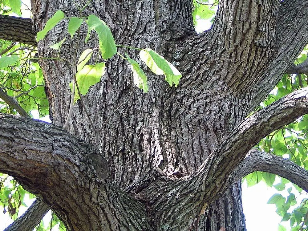 Western Catalpa (Catalpa Speciosa) — tree for full or half
