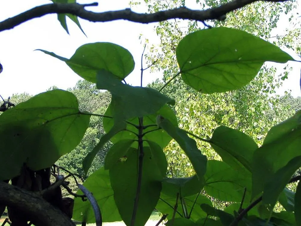 Western Catalpa (Catalpa Speciosa) — tree with white blooms